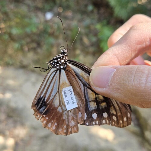The Chestnut Tiger (Parantica sita) captured in Repulse Bay on Dec 21 2024 was tagged in Japan on Aug 18 2024. Photo courtesy: Yuet Fung Ling. 